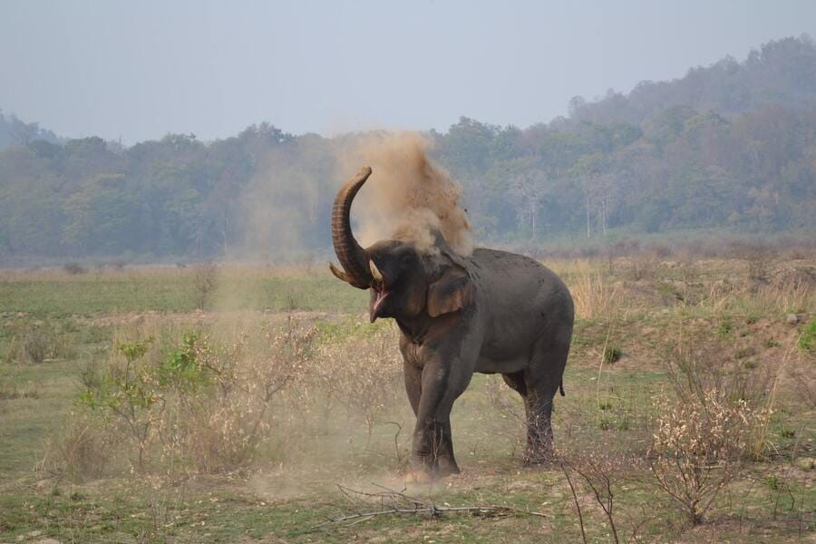 Elephant, Jim Corbett, cheap destinations from Delhi