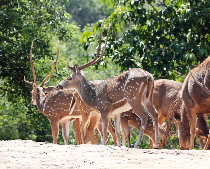 Kalatop Wildlife Sanctuary